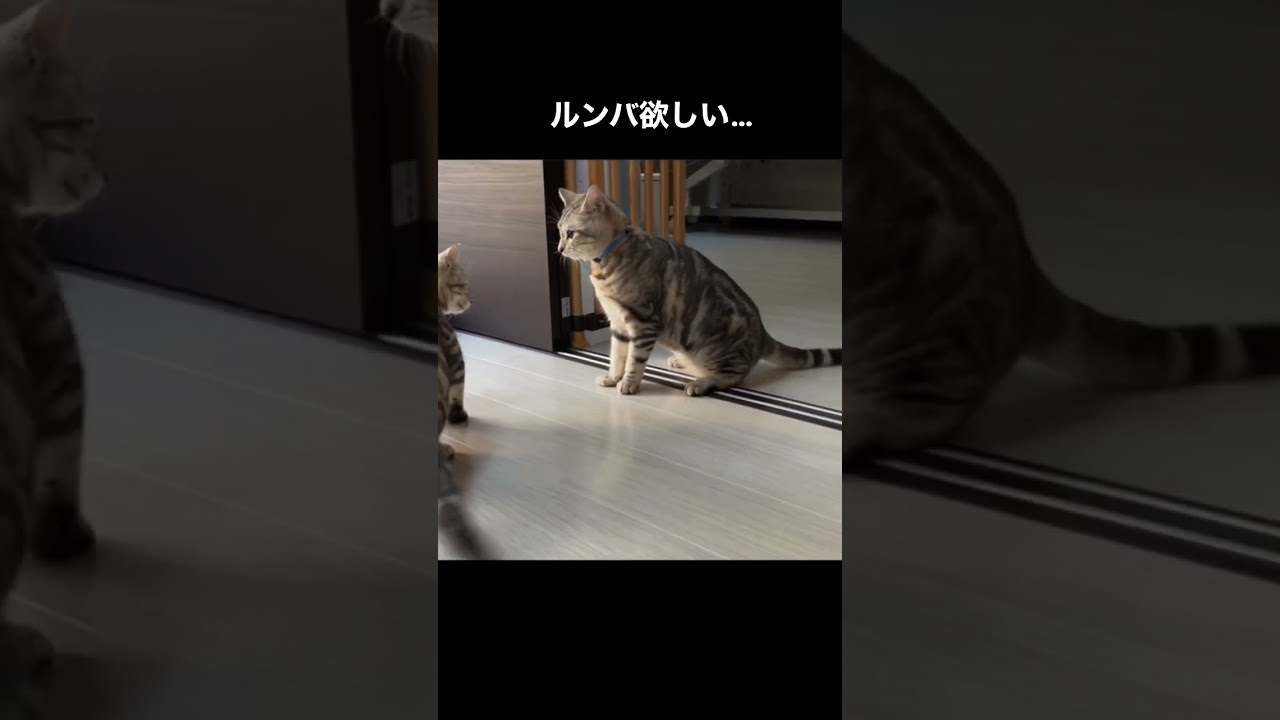毛だらけだよ！ #アメリカンショートヘア #アメリカンショートヘアー #猫の喧嘩