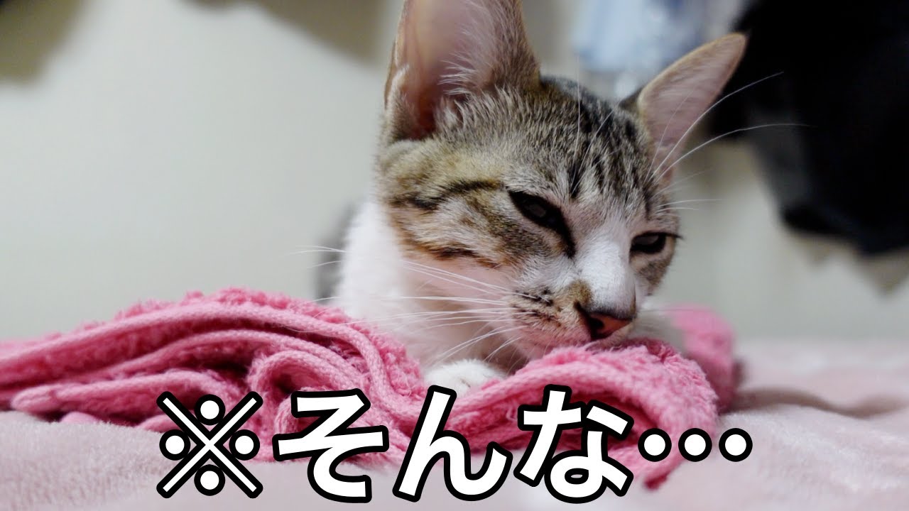 避妊手術から帰った子猫が元気も食欲もありません…