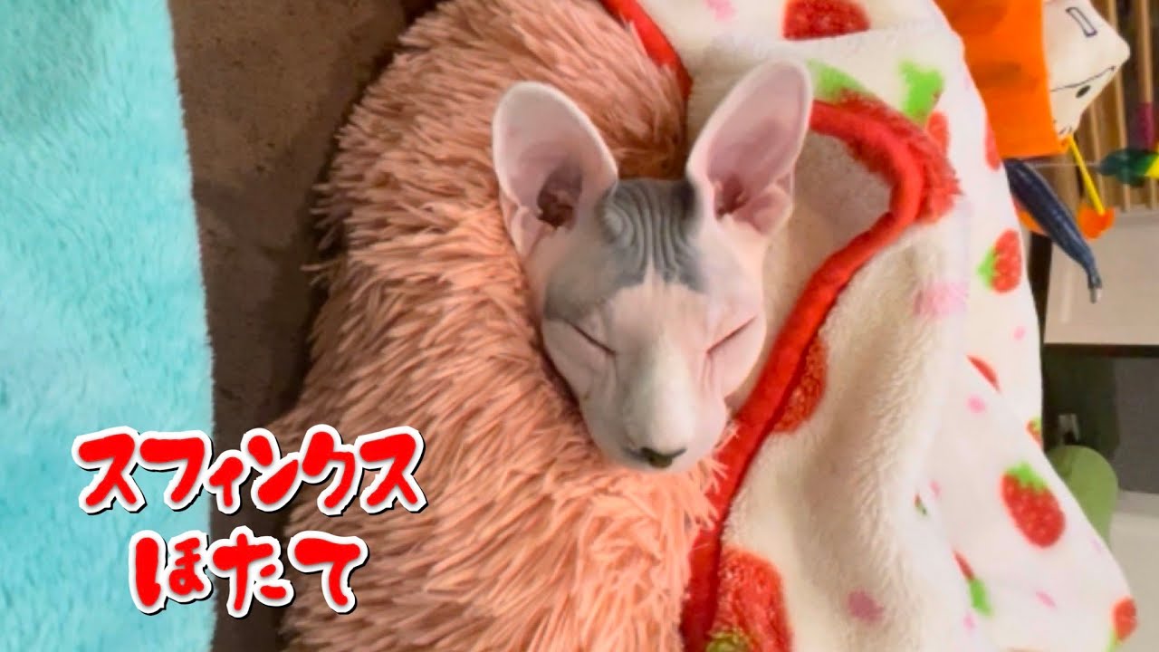 顔だけは出しておきたいほたて猫【スフィンクス　猫】