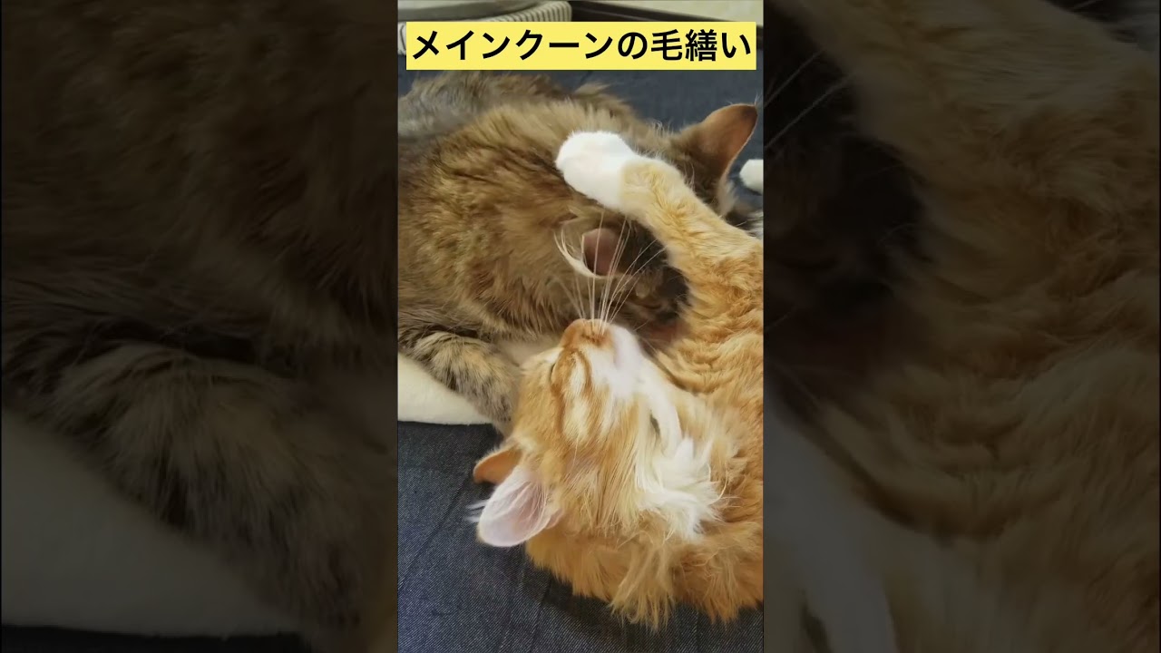 【メインクーン】仲良し毛繕い #メインクーン #猫カフェ #猫動画おもしろい #かわいい猫