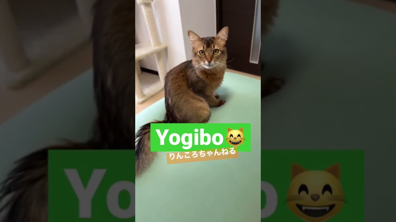 Yogibo😸【りんころちゃんねる】#shorts #ねこ #ソマリ #ねこのいる生活 #ねこのいる暮らし