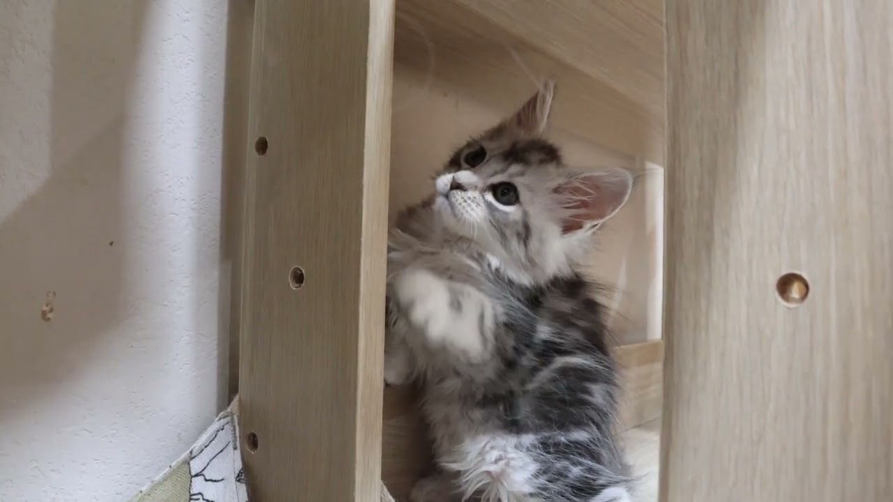 クールなシルバーのメインクーン子猫冬子ちゃん