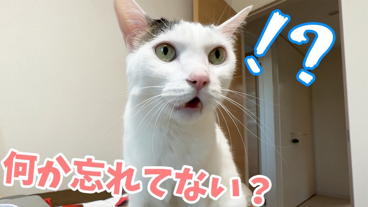 ご飯の時間を完全に忘れてる猫を呼んでみると…？