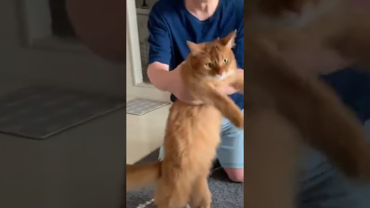 みさらせや～ソマリver