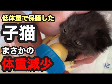 【子猫保護】まさかの体重減少…はじめての哺乳瓶そして離乳食にも挑戦【子猫の成長記録2日目〜4日目】