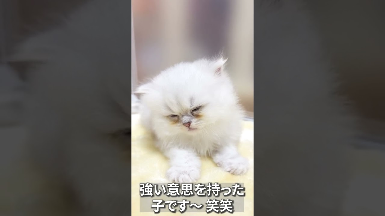 【子猫の成長記録】#shorts #ミヌエット #マンチカン #子猫