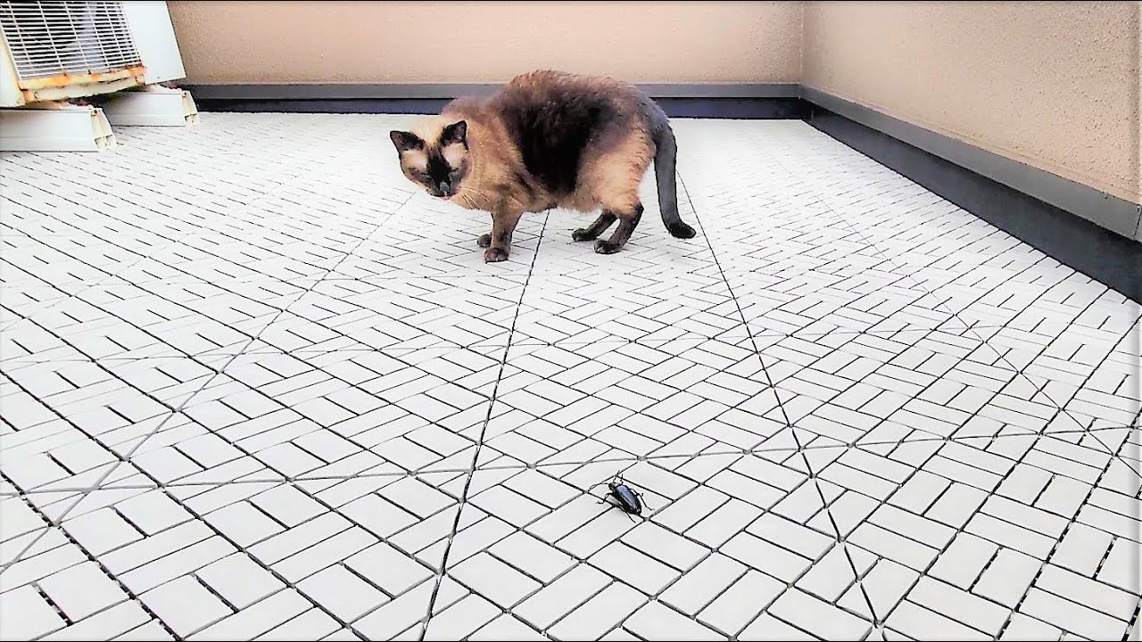虫に追いかけられて逃げるシャム猫😙