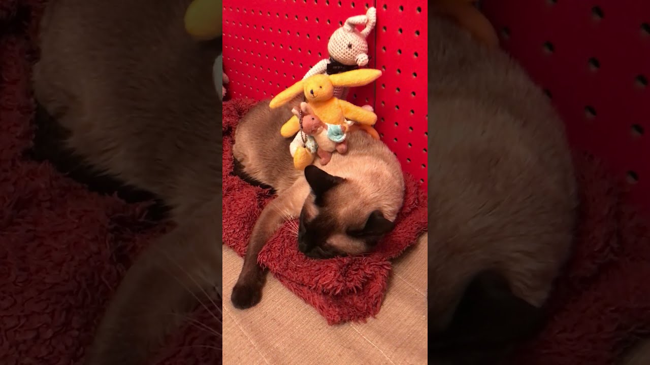 ウサギさんをのっけてるたぬき猫なのにゃ♪
