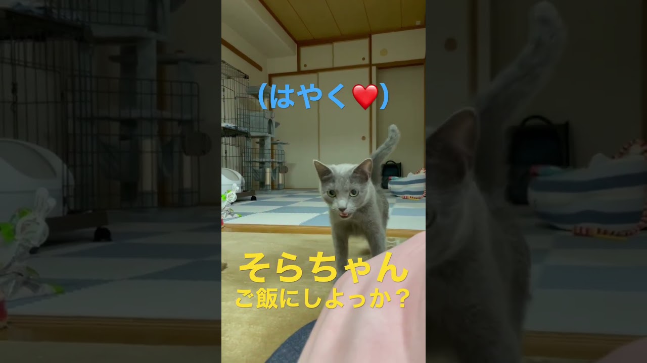 ご飯！はやく！な猫（ロシアンブルー）#shorts