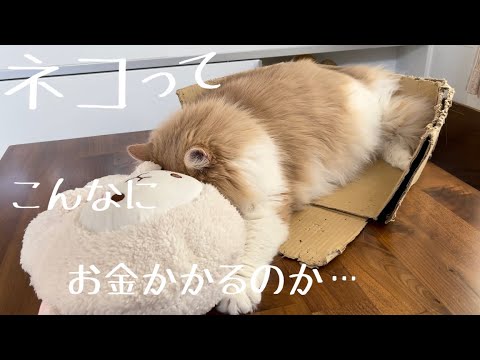 【猫をお迎えしたい人へ】猫の生活費はこんなにかかります…ノルウェージャンフォレストキャットの場合