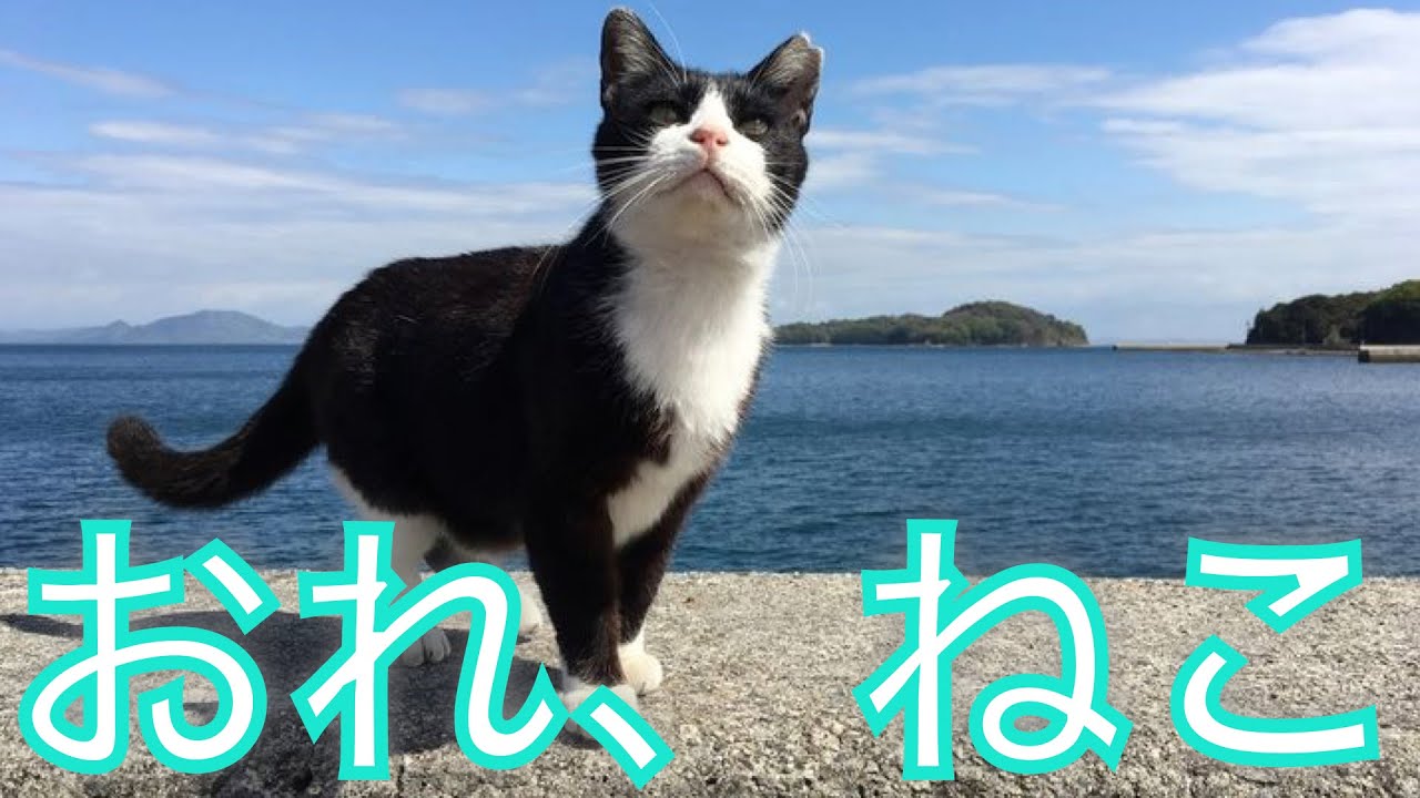 中国地方の猫　✕【おれ、ねこ】