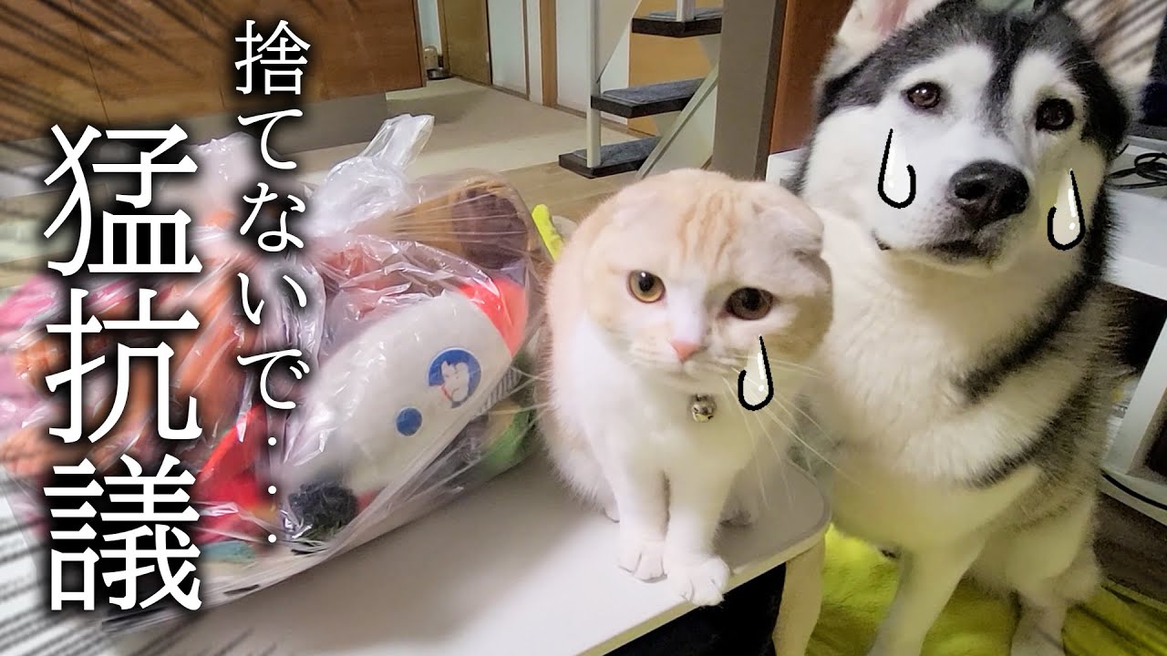 ぬいぐるみを処分しようとしたら子猫とハスキー犬達がこうなっちゃいました...