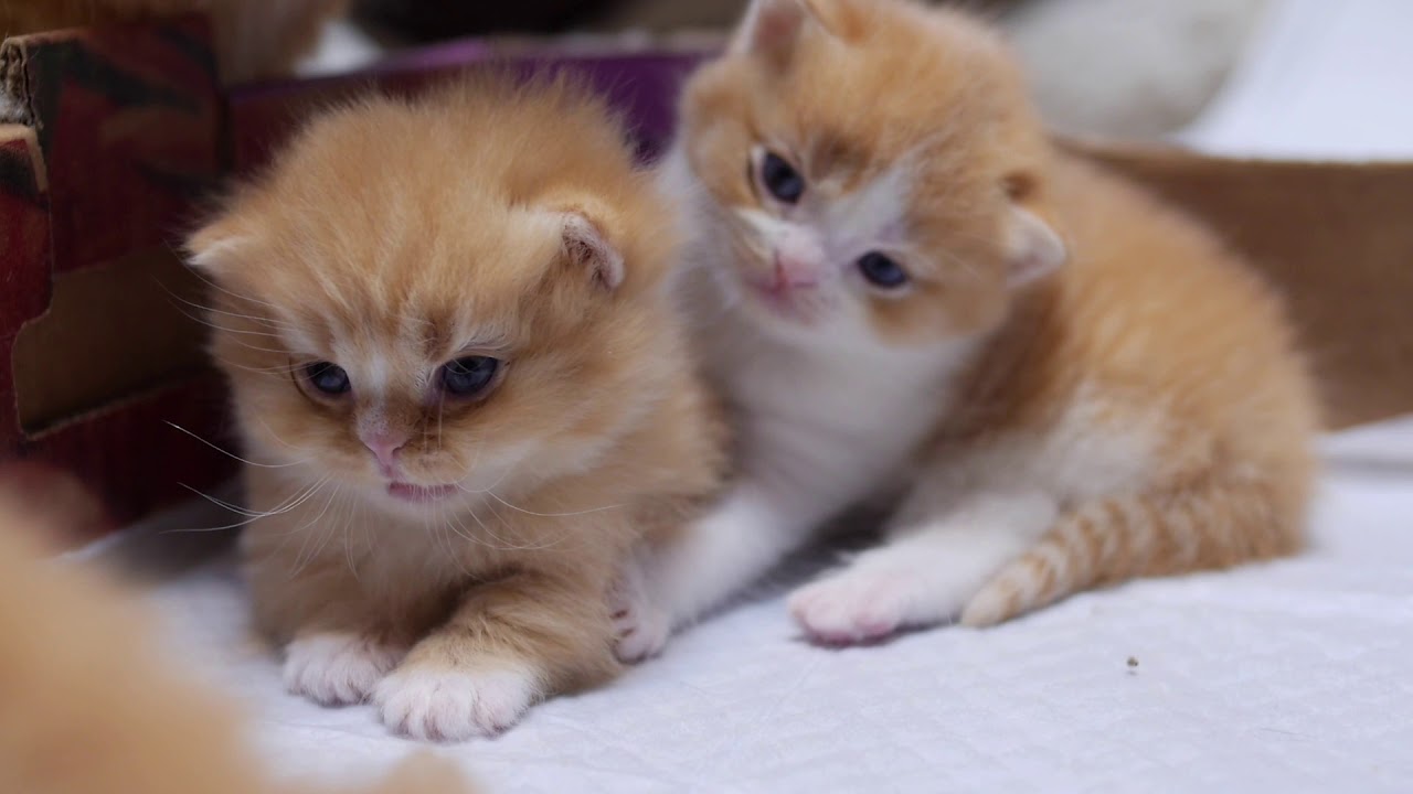 Cute kitty compilation 可愛いマンチカンの子猫の動画集【マンチカンズ 】