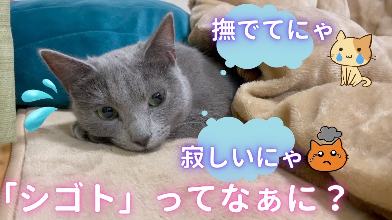 仕事始めを悟った猫（ロシアンブルー）