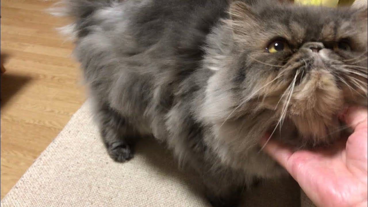 もふって欲しい猫ちゃん【エキゾチックロングヘア】