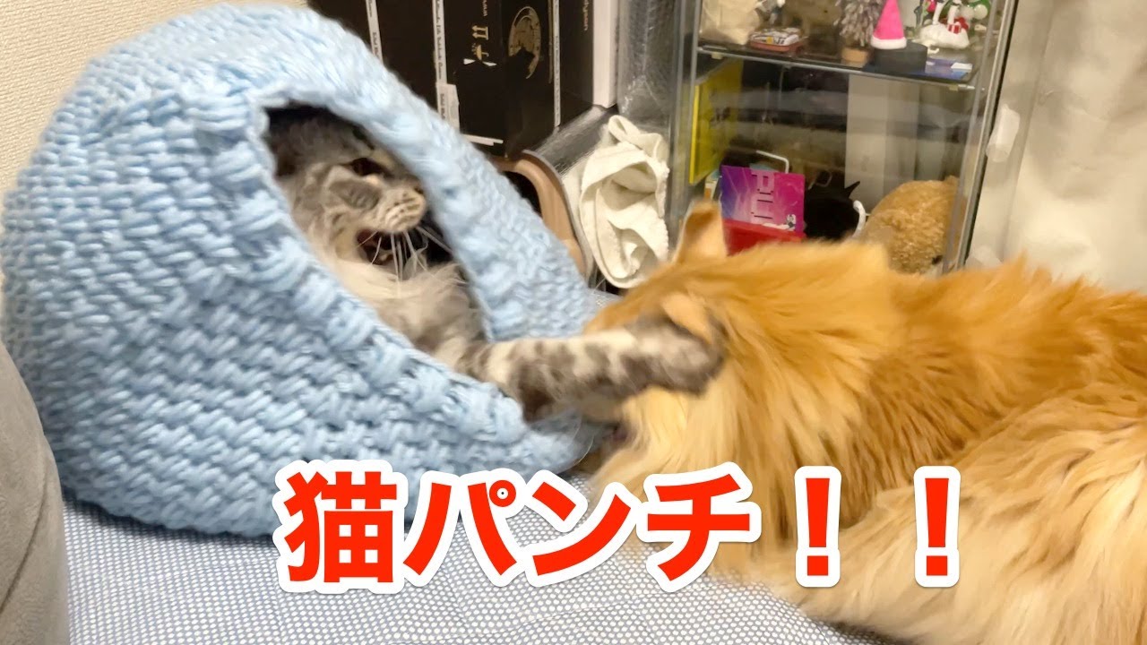 思いっきり猫パンチ！！【大きい猫 メインクーン】