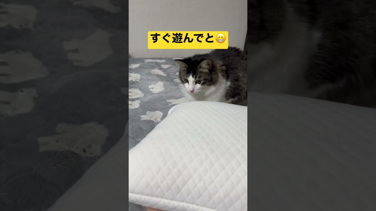 目覚ましネコ〜👀ノルウェージャンフォレストキャット×ラグドール #shorts #cat #猫 #kitten