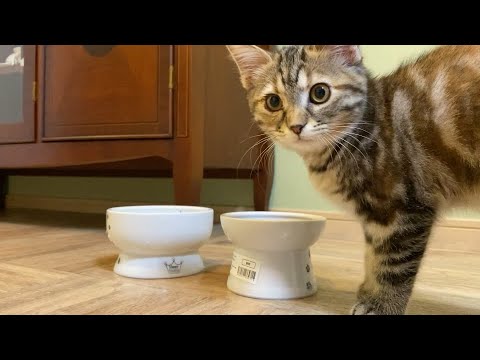 27日目　【猫との生活】開かなかった子猫の右目が良くなって来ました