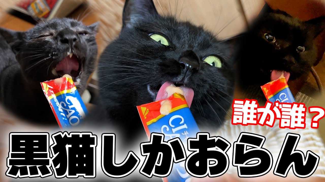 実家が黒猫まみれになってしまったので仲良くなるために賄賂を渡します。