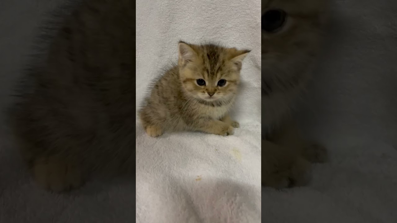 セルカークレックス 珍しい猫種セルカーちゃん♪