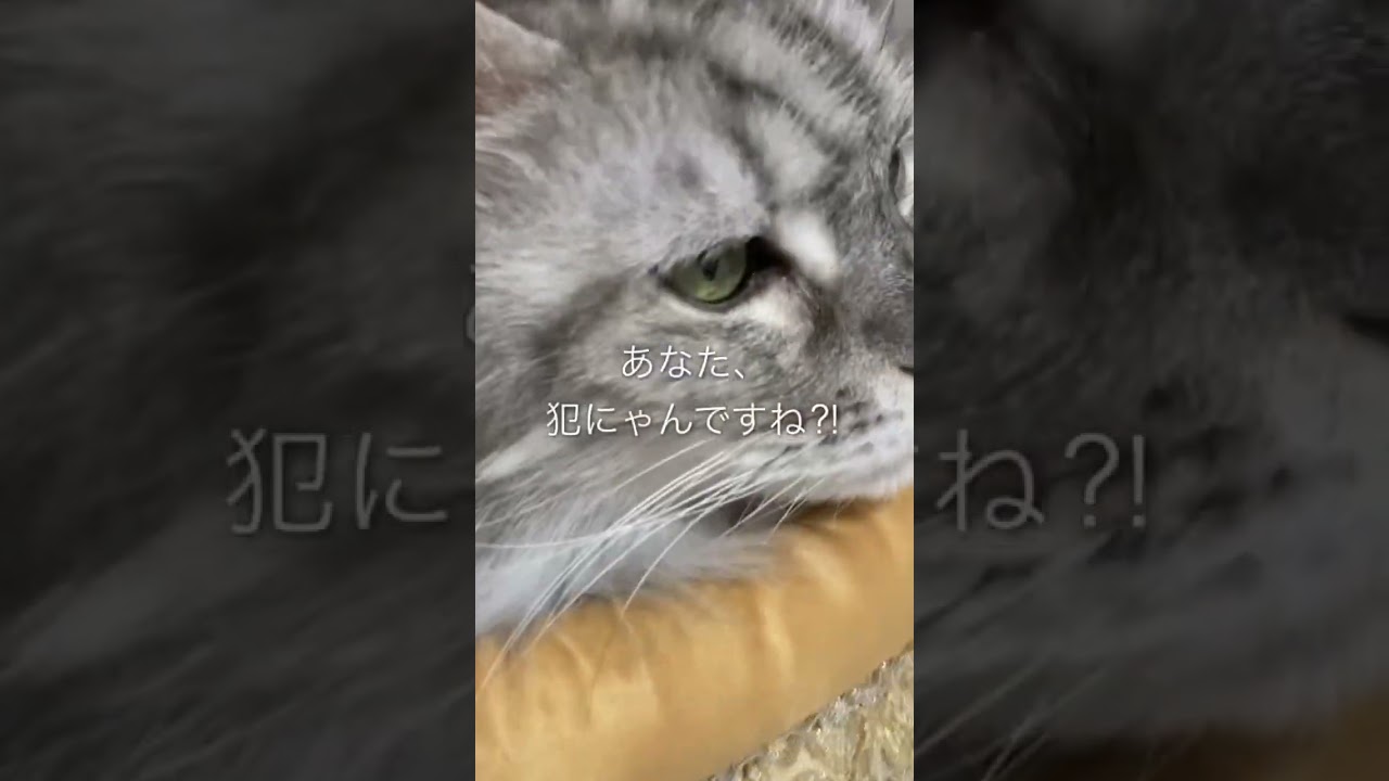 新年早々、いたずら好きの猫にやられました : メインクーンなつめさん