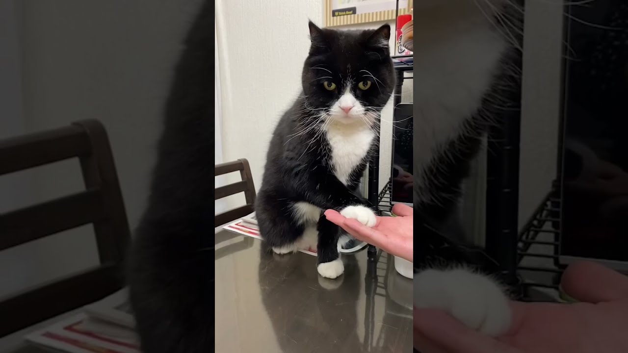 #shorts #お手をする猫 #スコティッシュフォールド