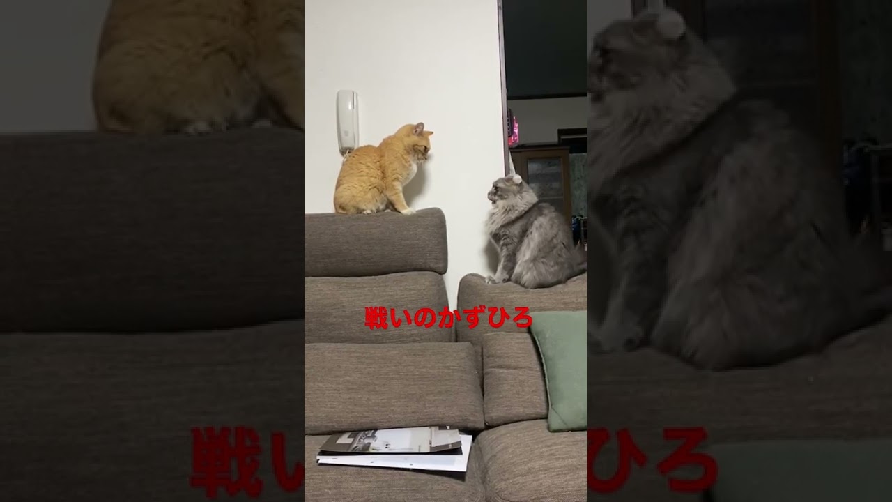 気持ちだけは負けないアメリカンカール#猫 #cat#shorts