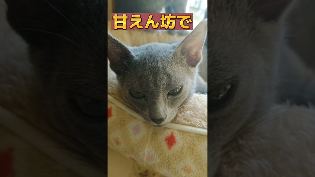 子猫♂の名前が決まりました💗　   #ロシアンブルー #russianblue  #子猫
