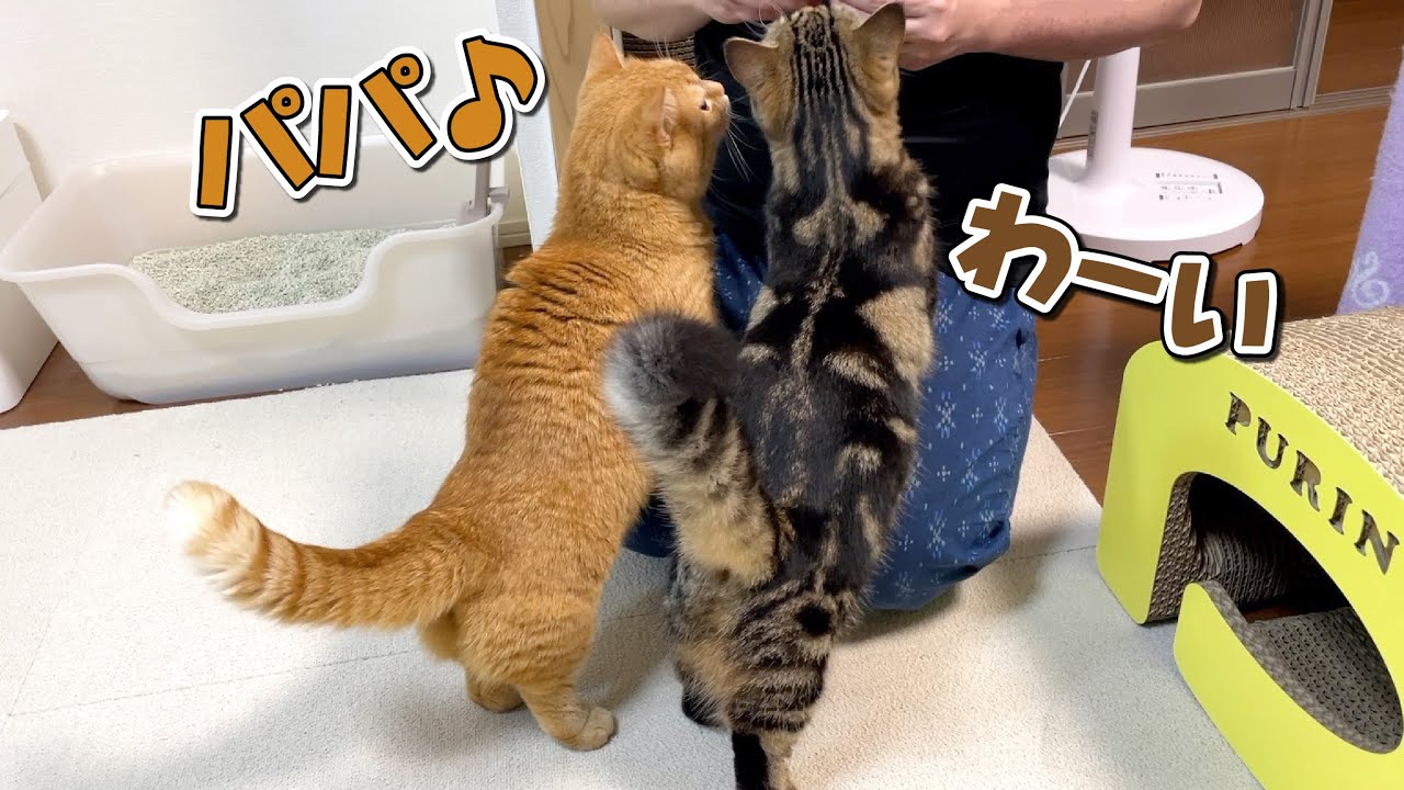 パパなら夜食をくれると思っておねだりするズル賢い猫！