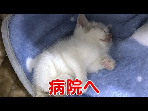 ノミだらけで弱っていた子猫を保護