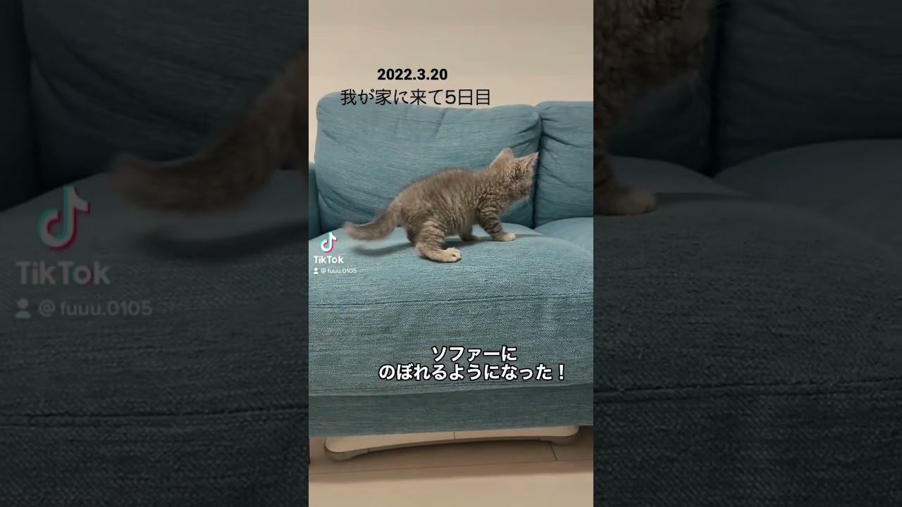ソファにのぼれるようになったこねこ #スコティッシュフォールド #猫好き #ねこのいる暮らし