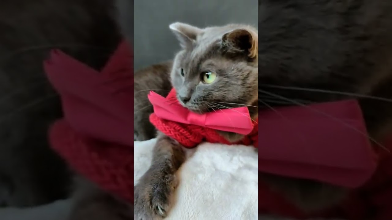 KORAT CAT #shorts #fyp #funnyvideo