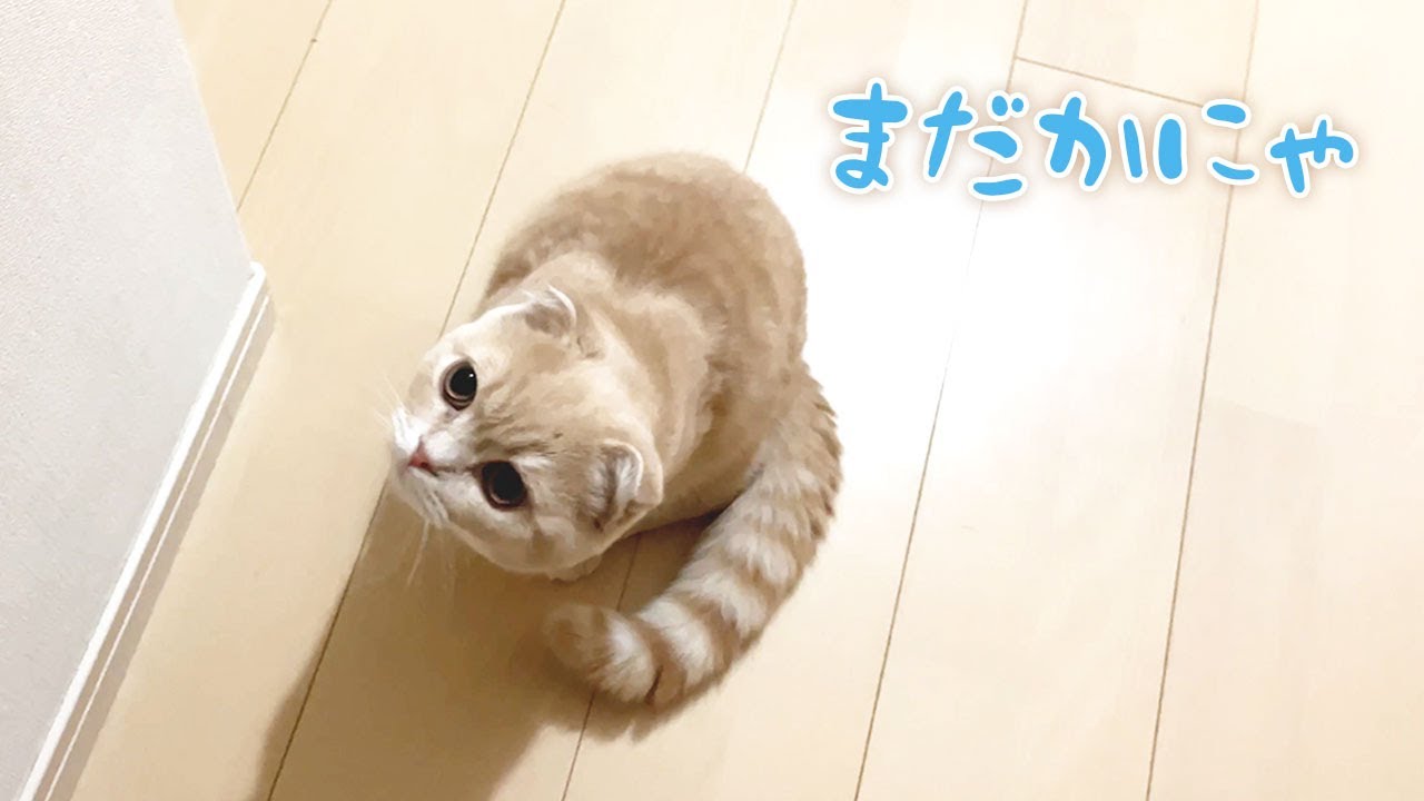 飼い主が寝るまで待っててくれる子猫【スコティッシュフォールド】
