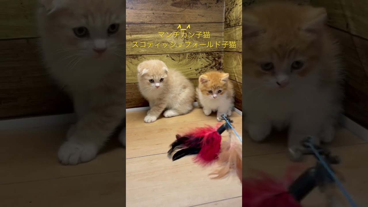 スコティッシュフォールド、マンチカン子猫　　可爱的芒奇金小猫Kě'ài de máng qí jīn xiǎo māo