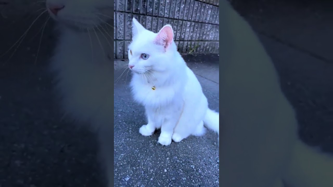 猫のお散歩