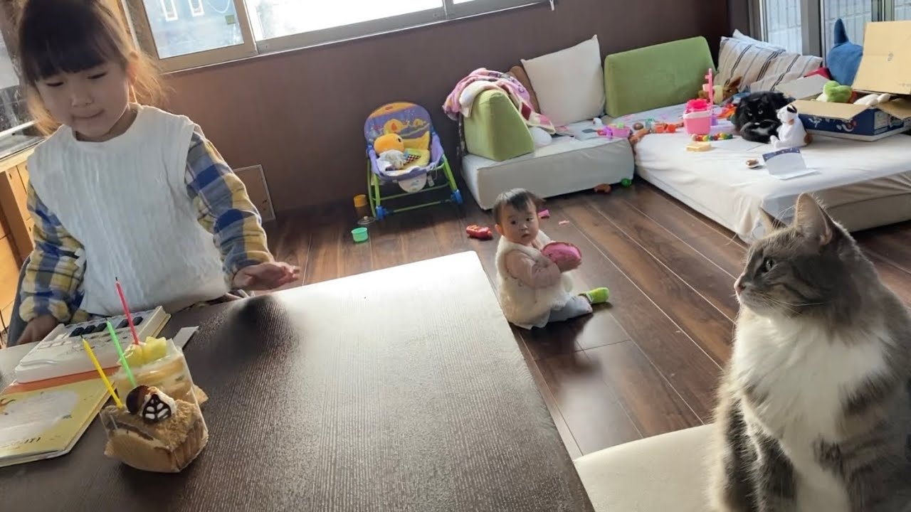 パパの誕生日を一緒にお祝いする猫　ノルウェージャンフォレストキャットA cat who celebrates his father's birthday with him.