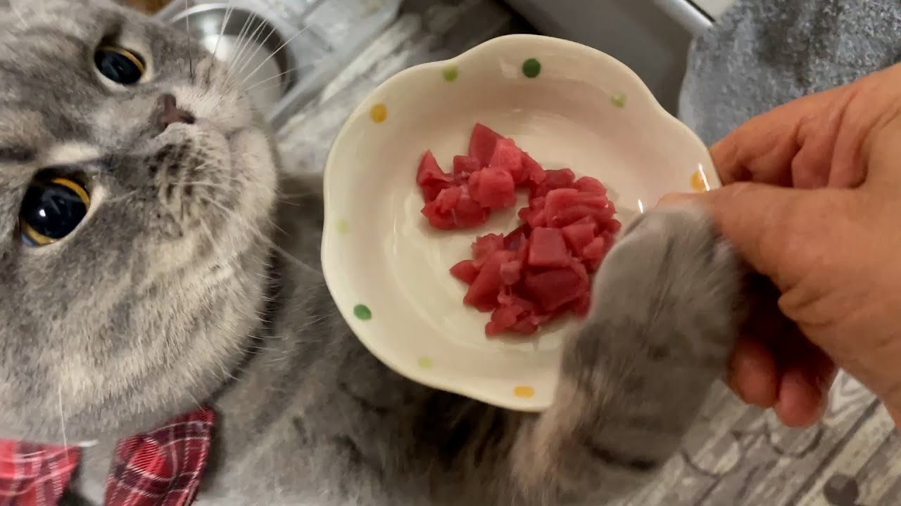 大好きなマグロのために、とにかく粘るぽっちゃり猫【スコティッシュフォールド】