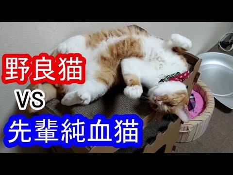 先輩猫が邪魔で遊べない猫　先輩ターキッシュアンゴラ vs 元野良猫ばく 2020.9.24