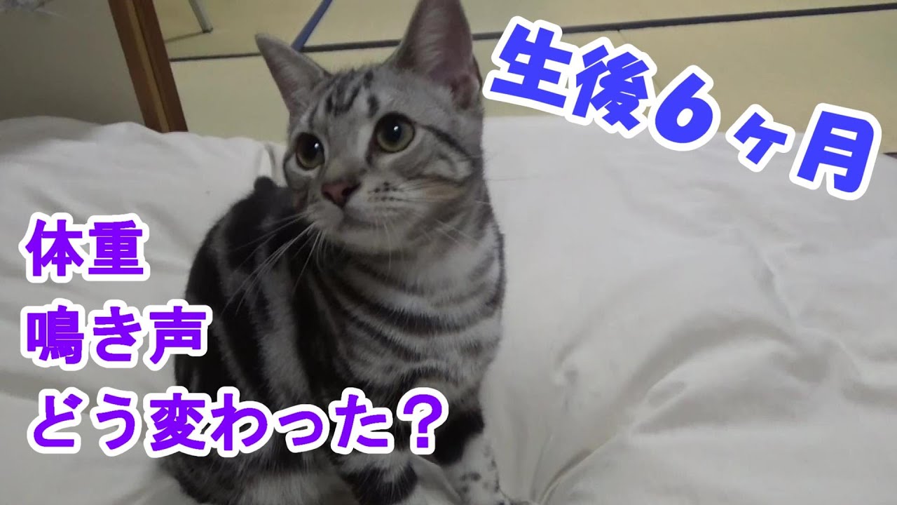 生後６ヶ月の猫の成長記録、変化は？　（アメリカンショートヘア）