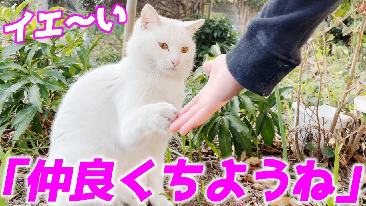 娘と何度もハイタッチを交わす庭子猫が可愛すぎました…♡[三毛母猫の子猫]
