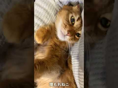 #261　ワキにうずもれるソマリ