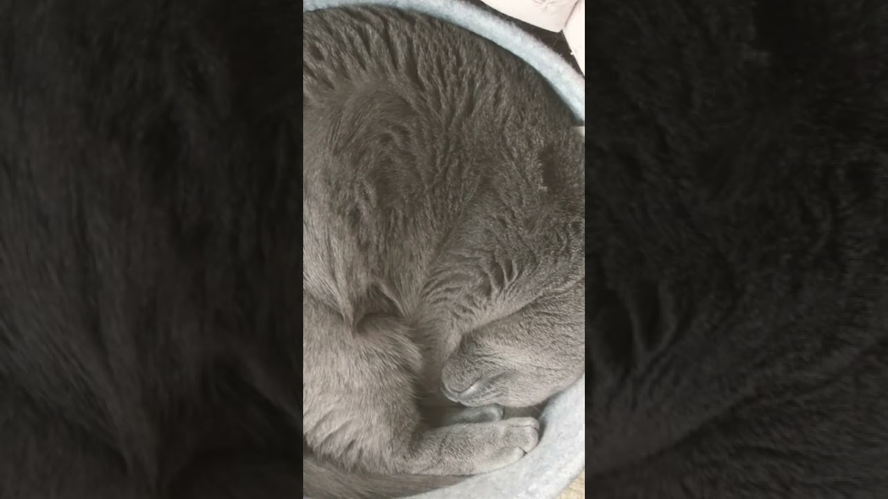 定点観測😴 #shorts #シャルトリュー