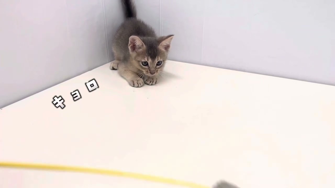 【アビシニアン】アビシニアンの女の子がマルワン東川口店に仲間入り〜♪