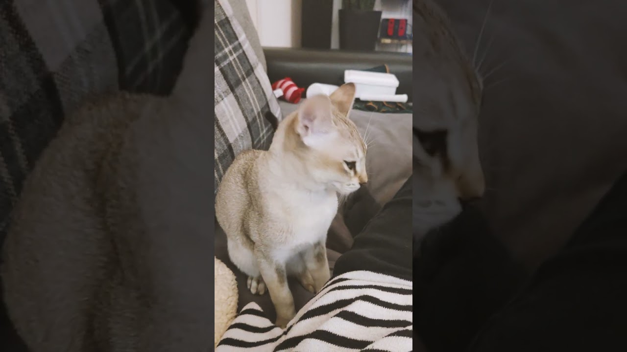 シンガプーラの甘えん坊ぷりはこんな感じです♡#癒し#子猫#シンガプーラ#shorts