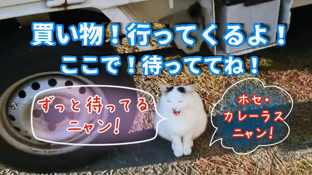 【さんぽねこのゆきちゃん】たかが家猫の散歩なんだが、これは見たことも無い、感動が待ってる。それでゆきちゃんの賢さの全てが解る│熱海│伊豆││日本猫│ジャパニーズボブテイル