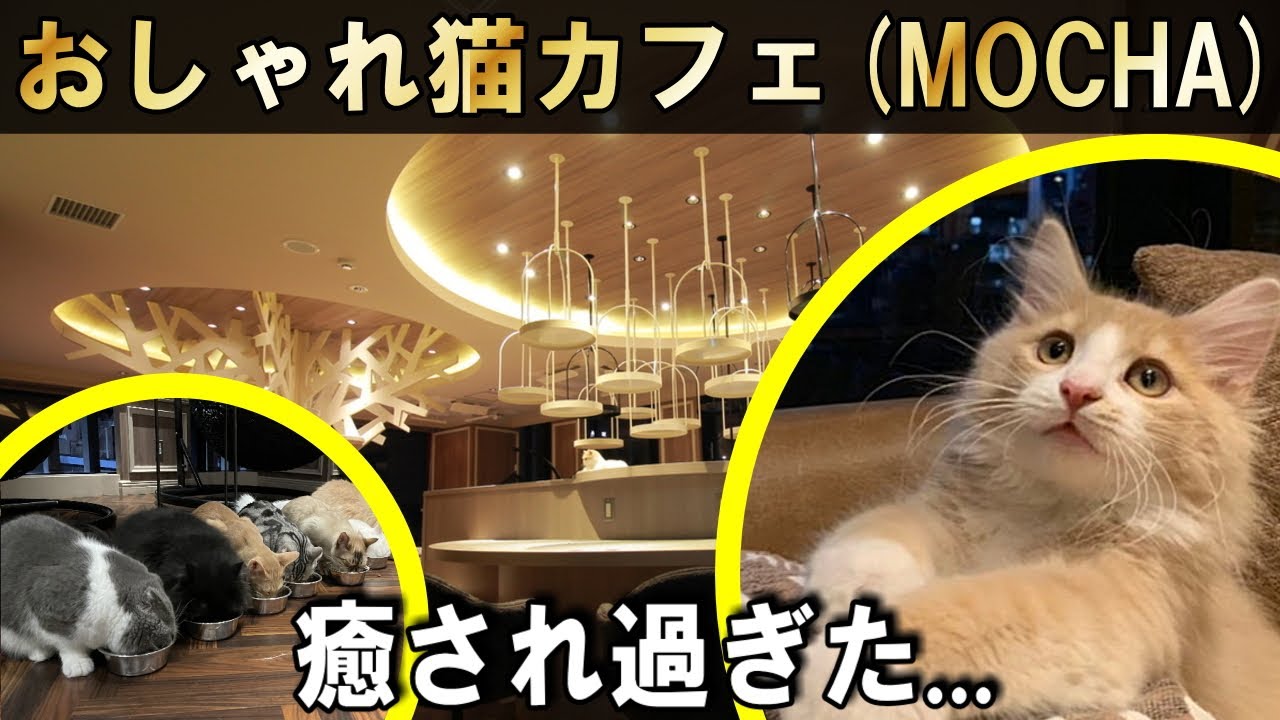 【猫カフェ/東京】おしゃれ猫カフェ モカ(MOCHA)渋谷店で猫カフェデート！