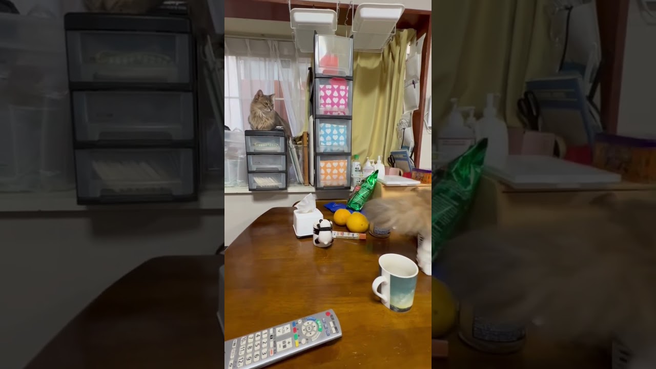 セルカークレックスの友猫と１年ぶりの再会。初めは互いにシャーシャー。そしてディスタンス