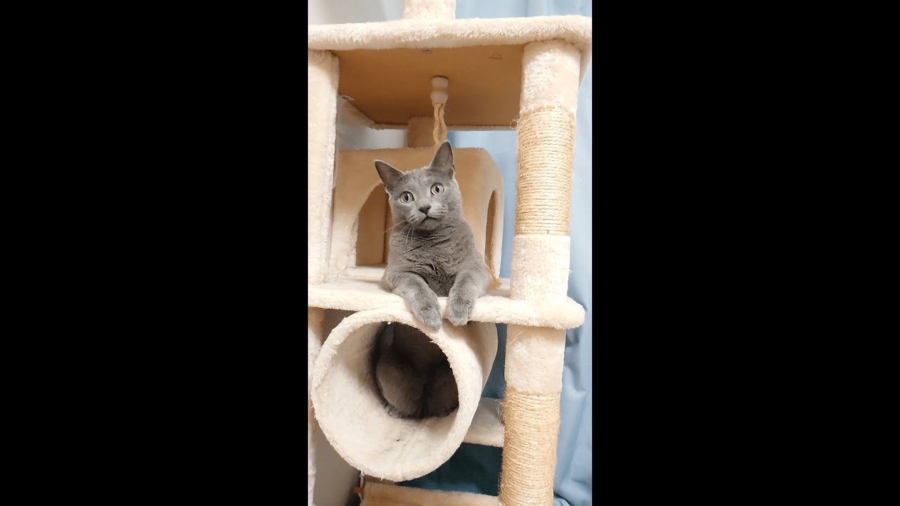 【猫動画】後ろ足が愛おしいロシアンブルー【russianbule】#shorts　Russian blue with lovely hind legs