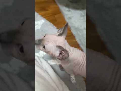 毛のない子猫の鳴き声が可愛すぎる【スフィンクス猫】