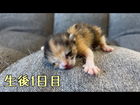 【保護ネコ】緊急保護した子猫の生後１日の様子